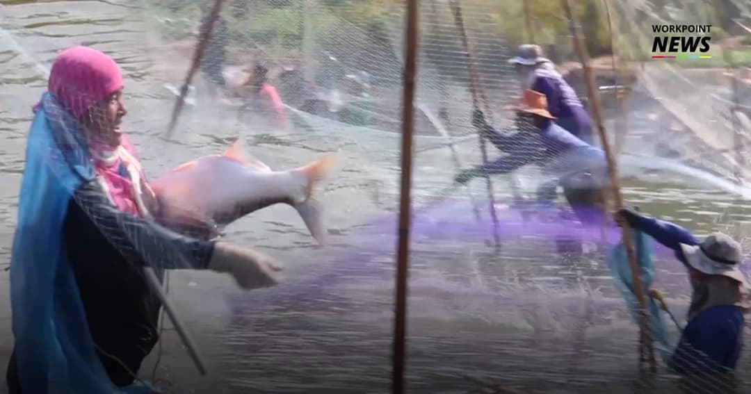 ชาวบ้านแห่ลงขันจับปลานำปลากลับบ้านเป็นอาหารช่วงหน้าแล้ง