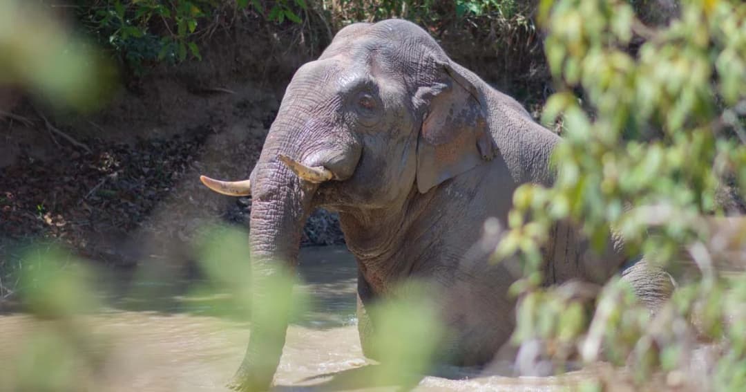 13 มี.ค. “วันช้างไทย” หมอล็อต โพสต์สาสน์จากช้างป่า “ทำบ้านเราให้น่าอยู่ แล้วเราจะกลับเอง”