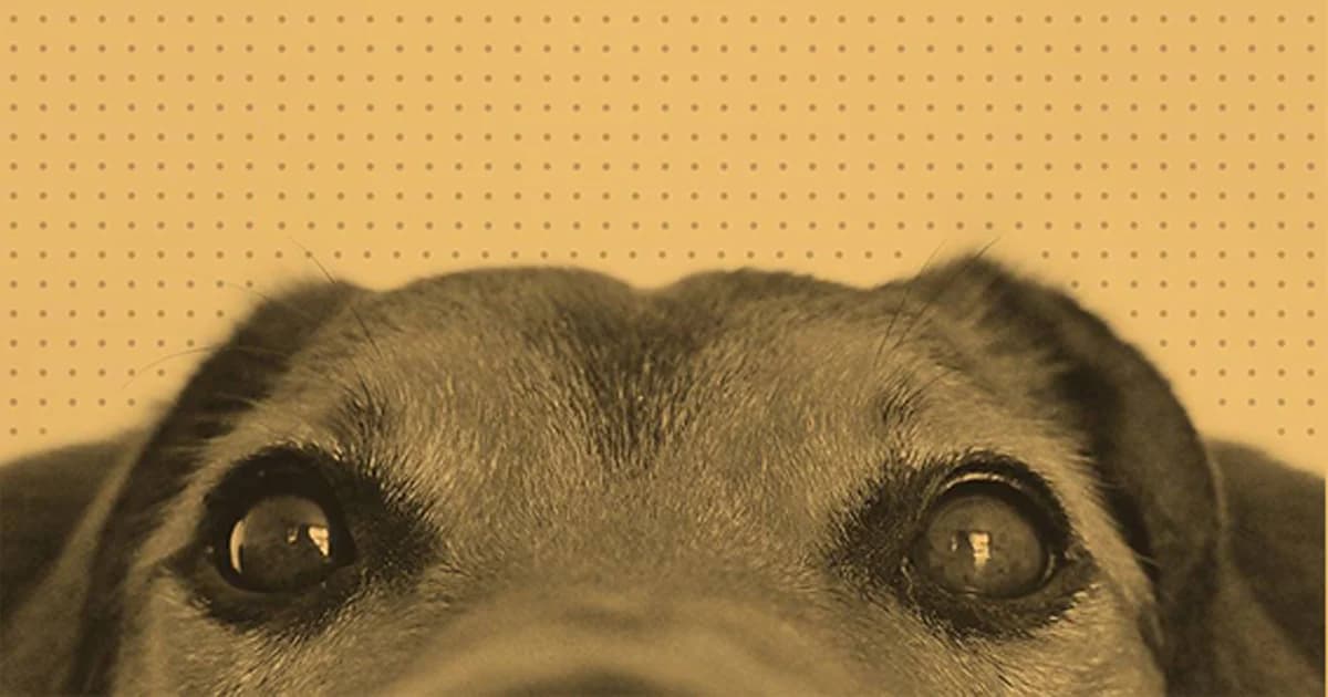 ฟังเสียงชาวเน็ต เห็นด้วยหรือไม่ ลงทะเบียนสัตว์เลี้ยง 450 บาท/ตัว