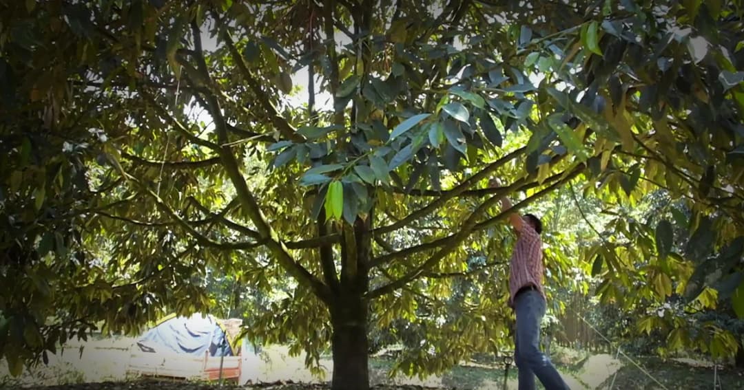 โจรขโมยทุเรียนชุก ชาวสวน-แม่ค้า เดือดร้อนหนักเสียหายหลายหมื่น