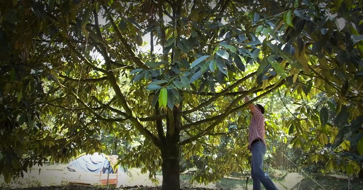 โจรขโมยทุเรียนชุก ชาวสวน-แม่ค้า เดือดร้อนหนักเสียหายหลายหมื่น