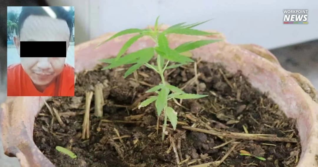 ญาติติดใจหนุ่มปลูกกัญชา ป่วยเสียชีวิตระหว่างสอบปากคำ