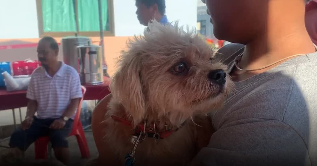 ปศุสัตว์ตรังเผยปีนี้วัคซีนขาดแคลนหนัก! ชาวบ้านเร่งนำสุนัข-แมวฉีดวัคซีนพิษสุนัขบ้า