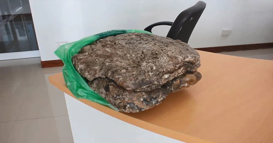 2 พ่อลูก นำ “อ้วกวาฬ” 11 กก. ลงบันทึกประจำวัน หลังชาวฝรั่งเศสขอซื้อ กก.ละ 1 ล้าน