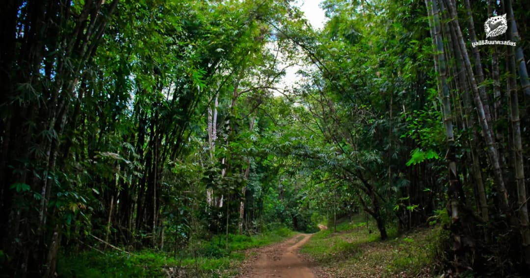 มูลนิธิสืบนาคะเสถียร: ชีวิตในป่าทุ่งใหญ่นเรศวรเป็นอย่างไร หลังคดีเสือดำผ่านมา 1 ปี