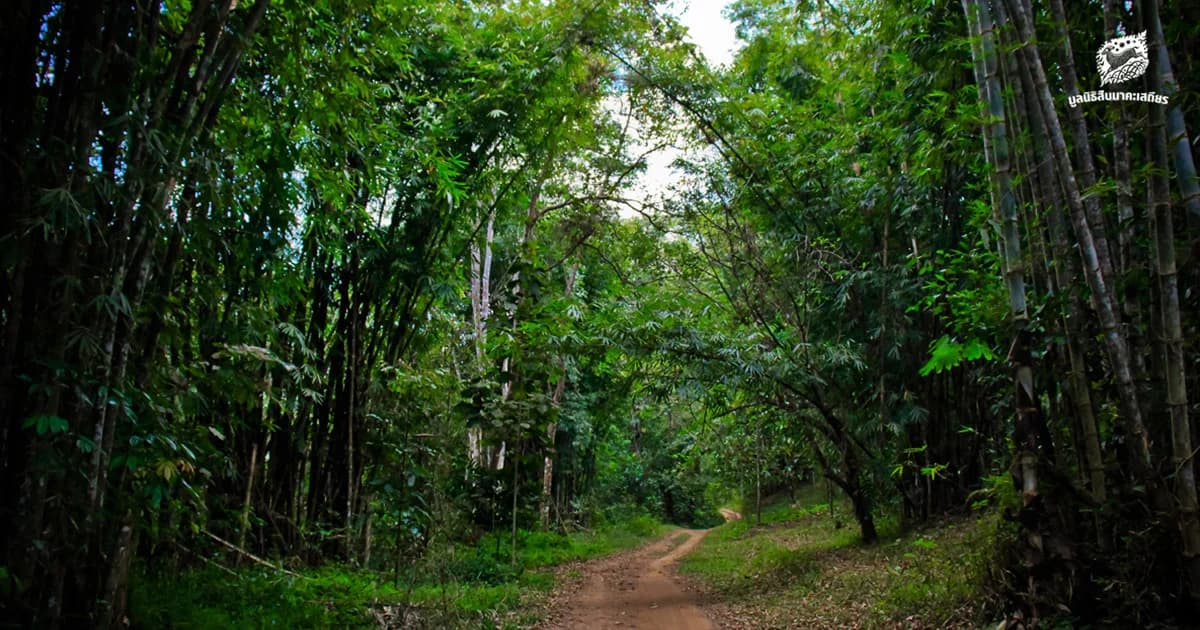 มูลนิธิสืบนาคะเสถียร: ชีวิตในป่าทุ่งใหญ่นเรศวรเป็นอย่างไร หลังคดีเสือดำผ่านมา 1 ปี