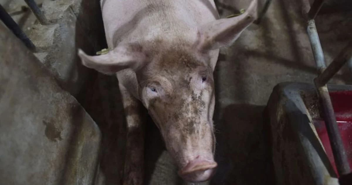 ยูเอ็นแนะเวียดนามประกาศภาวะฉุกเฉิน หลังพบ “หมู” ติดโรคอหิวาต์