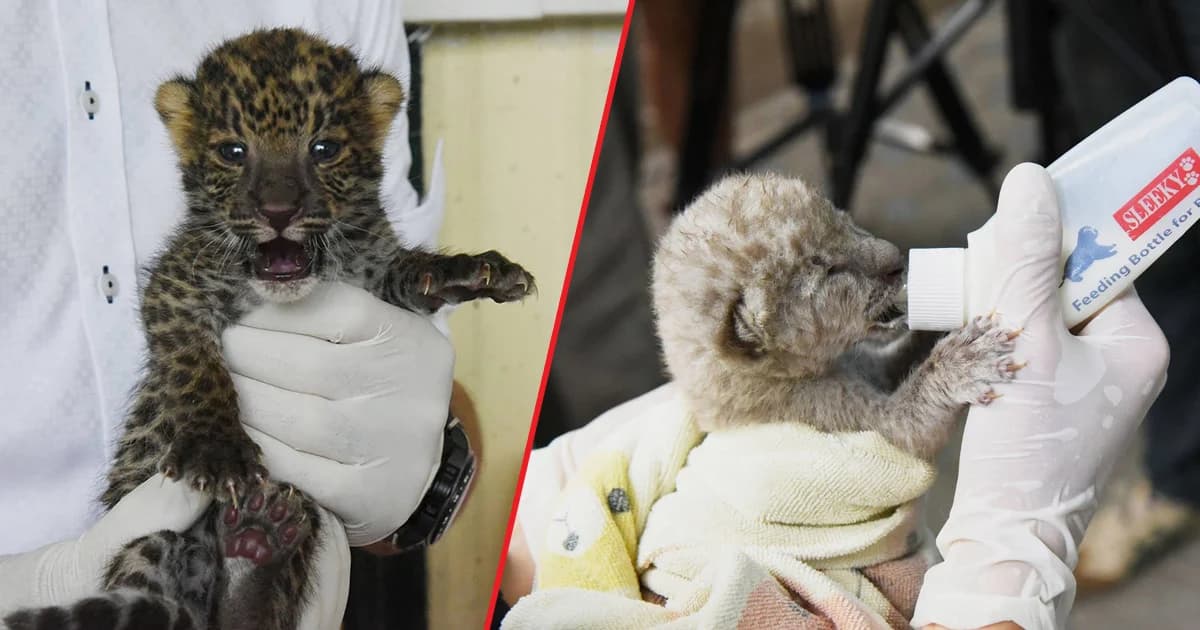 กรมอุทยานฯ รับดูแลลูกเสือของกลาง หลังตรวจพบในกระเป๋าชาวอินเดีย