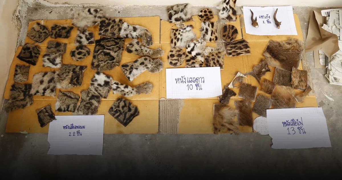 ยึดซากหนังเสือไฟ-เสือดาว-เสือลายเมฆ เกือบ 50 ชิ้น มูลค่ากว่า 4 แสนบาท ขายผ่านออนไลน์