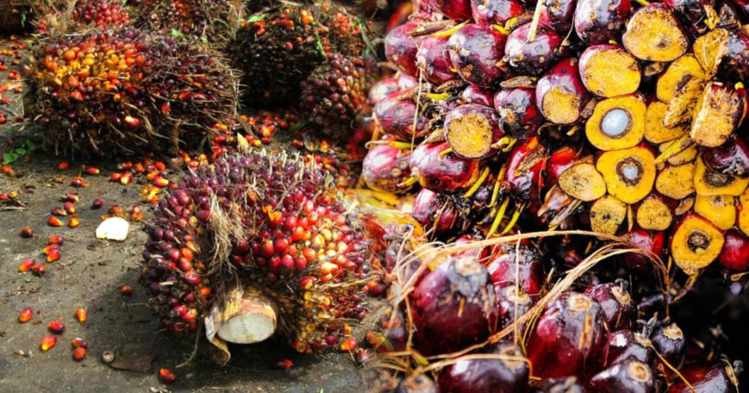 ครม. อนุมัติเพิ่มการช่วยเหลือชาวสวนปาล์มน้ำมัน วงเงิน 1,349 ล้านบาท