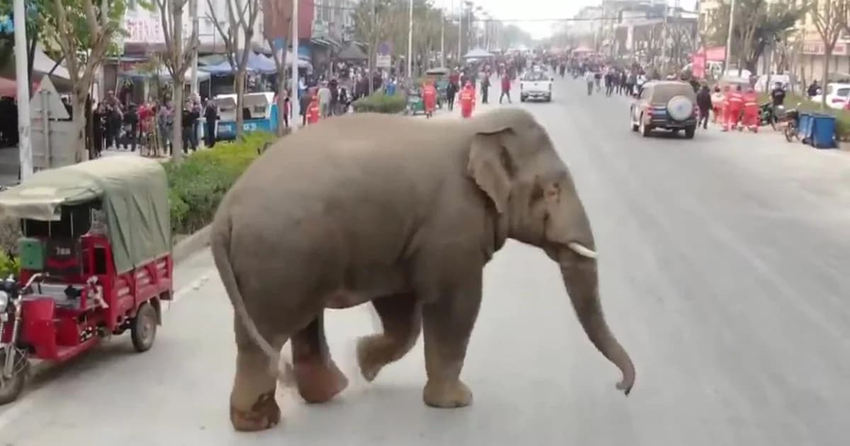 ช้างป่าบุกหมู่บ้านในจีน ทำลายรถยนต์เสียหายกว่า 10 คัน