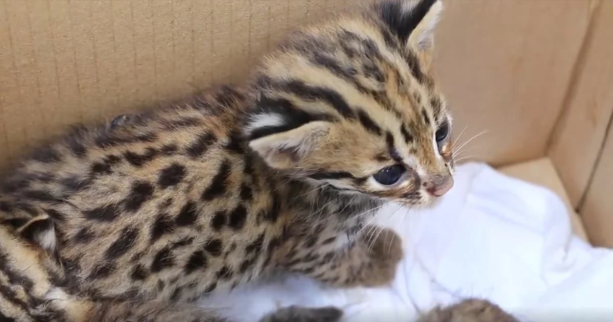 ชาวบ้านชุมพรพบ “ลูกแมวดาว” 3 ตัว อยู่ใกล้ซากแม่ที่ตาย