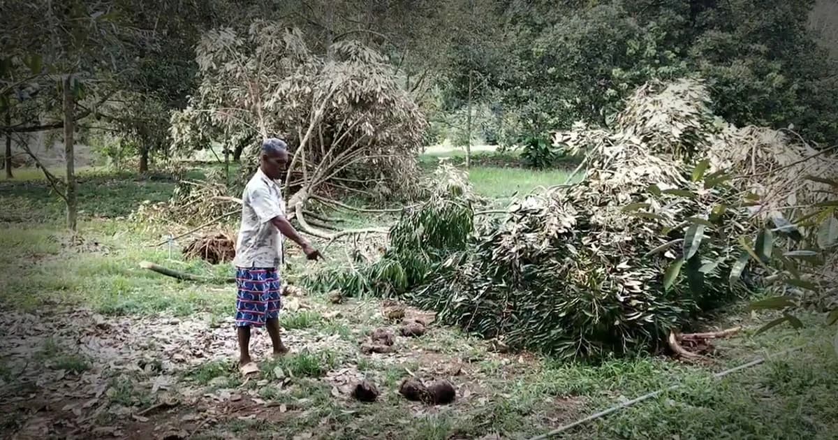 ช้างป่ากว่า 10 ตัว บุกสวนทุเรียนชาวบ้าน เสียหายนับแสน