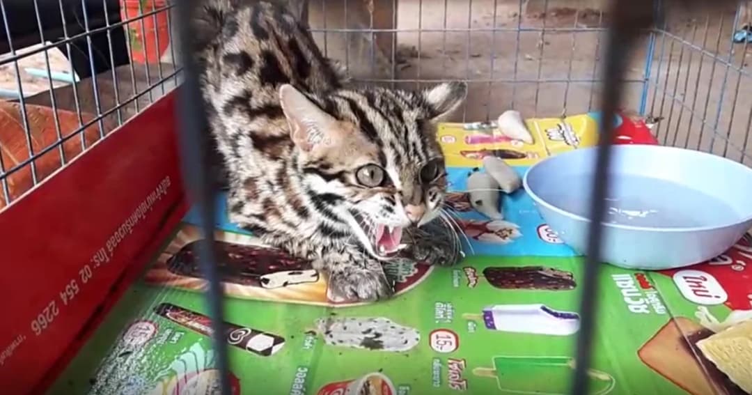 “แมวดาว” สัตว์ป่าคุ้มครอง โผล่วิ่งตัดหน้ารถชาวบ้านสุรินทร์ ถูกชนเจ็บหนัก