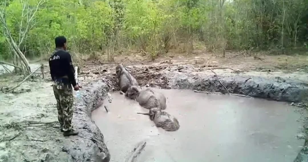 จนท.อุทยานทับลานช่วยลูกช้าง 6 ตัวติดหล่มกลางป่าลึก