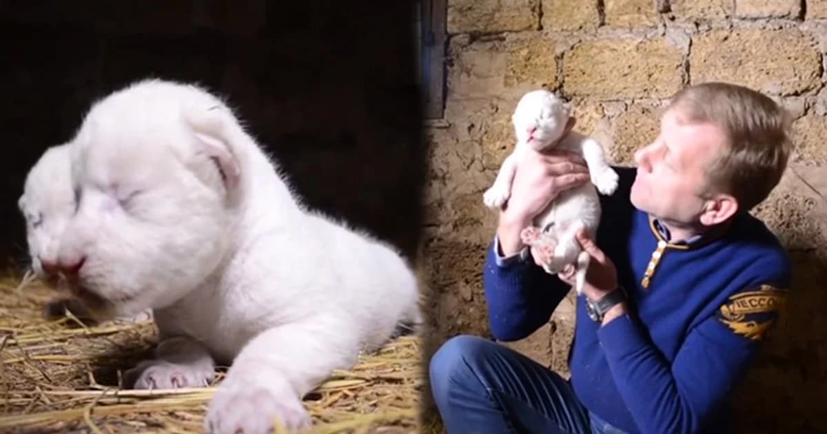 สวนสัตว์ในไครเมีย เปิดตัวลูกสิงโตขาวหายาก 2 ตัว