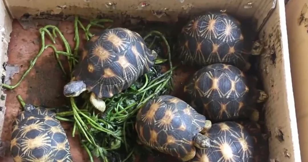 แอบนำเต่าดาวรัศมีจากมาเลเซีย ชี้ขึ้นบัญชีไซเตสใกล้สูญพันธุ์