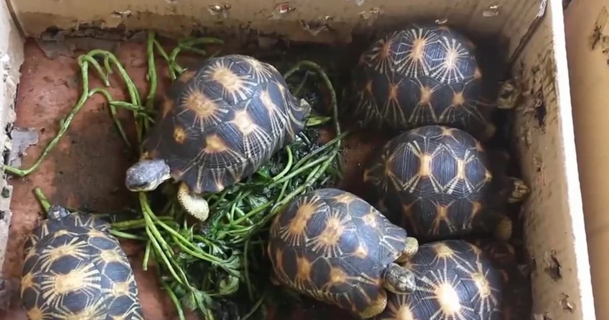 แอบนำเต่าดาวรัศมีจากมาเลเซีย ชี้ขึ้นบัญชีไซเตสใกล้สูญพันธุ์