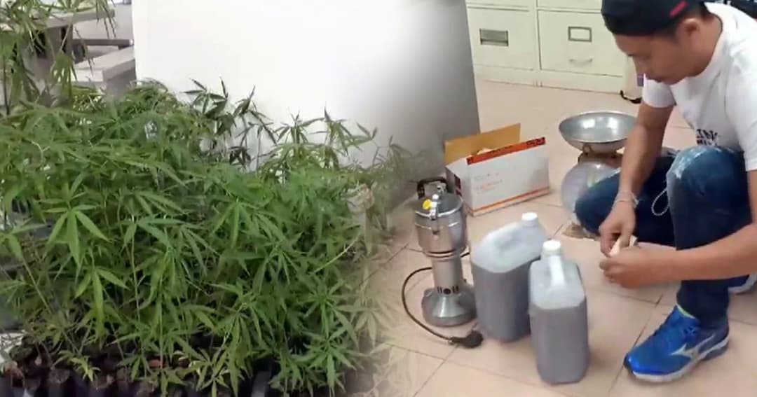 เตรียมแจ้งข้อหา ปธ.มูลนิธิข้าวขวัญ จ.สุพรรณบุรี ผลิต-ครอบครองกัญชา