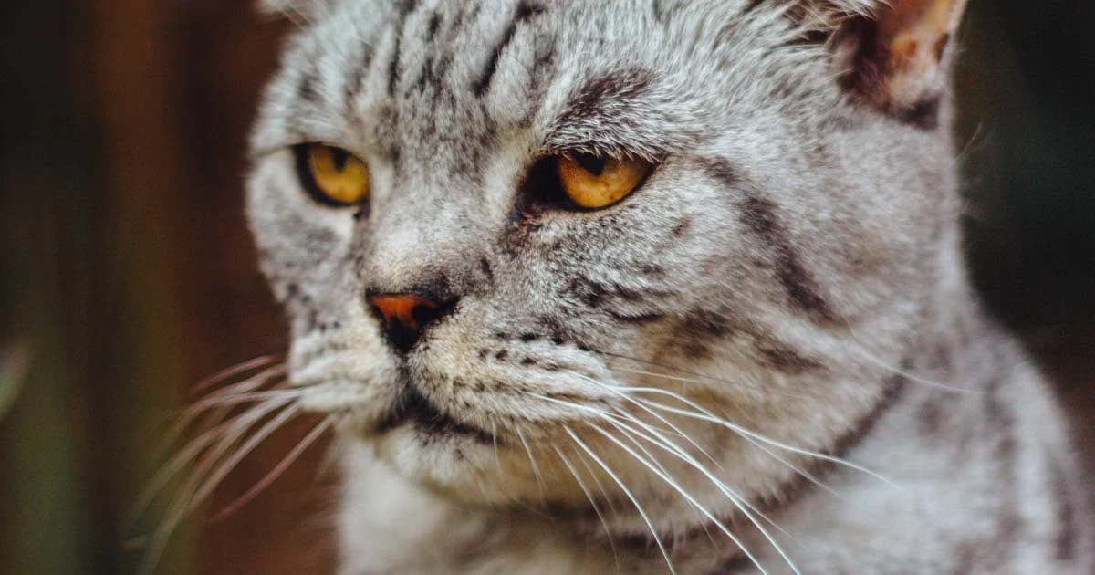 ผลวิจัยชี้ เจ้าเหมียวรู้ว่าตัวเองกำลังถูกเรียกชื่ออยู่