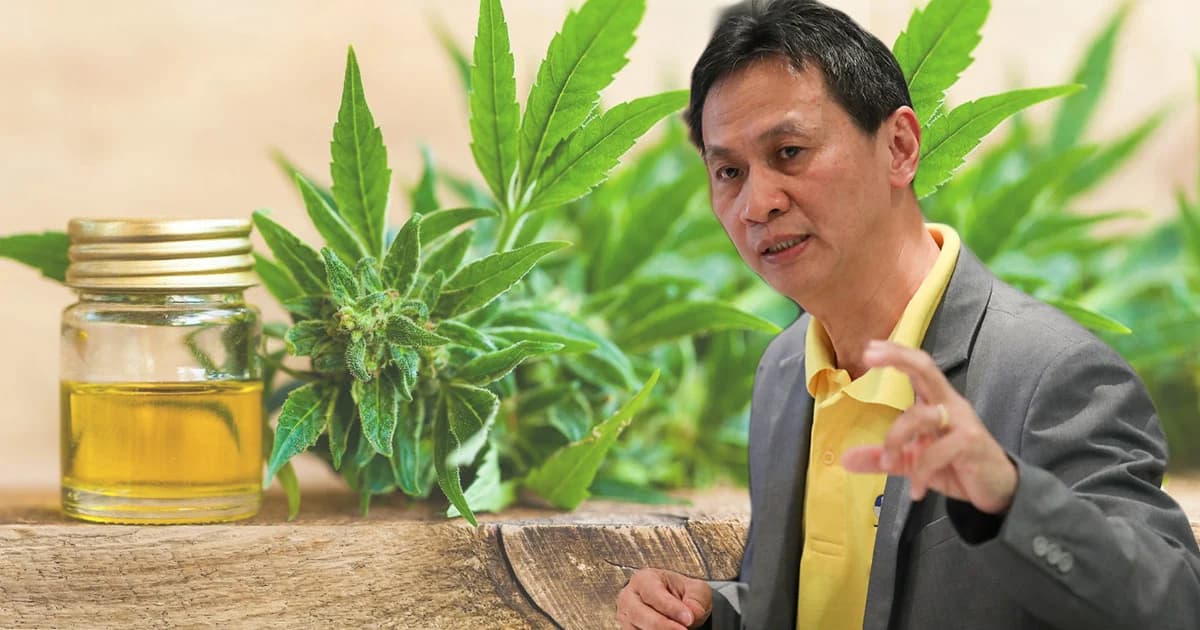 ป.ป.ส. ย้ำการเว้นโทษกัญชา 90 วันต้องยื่นขออนุญาตก่อน