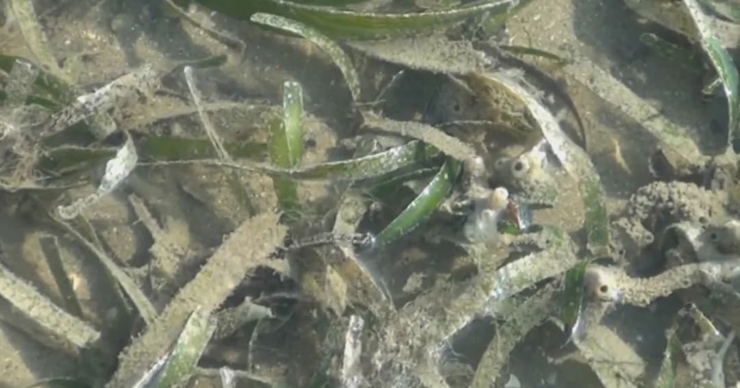หญ้าทะเลส่อวิกฤต! พบเน่าตายเป็นวงกว้าง ชาวตรังหวั่นกระทบอาหารพะยูน
