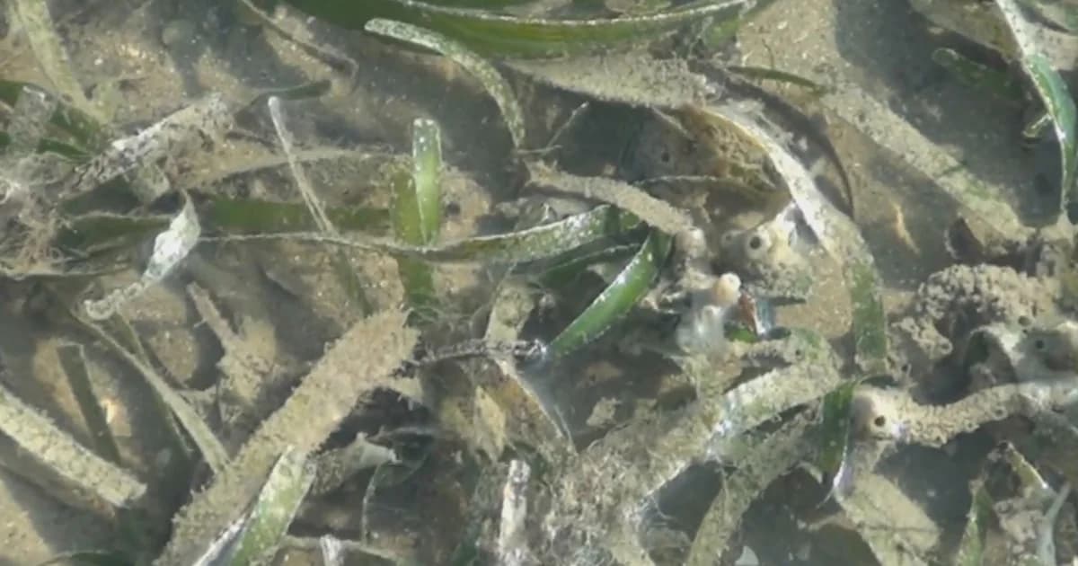 หญ้าทะเลส่อวิกฤต! พบเน่าตายเป็นวงกว้าง ชาวตรังหวั่นกระทบอาหารพะยูน