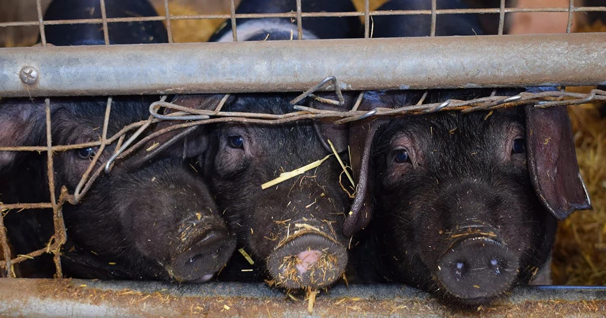 ทุ่มงบฯ 148 ล้านรับมือ “อหิวาต์แอฟริกาในสุกร”