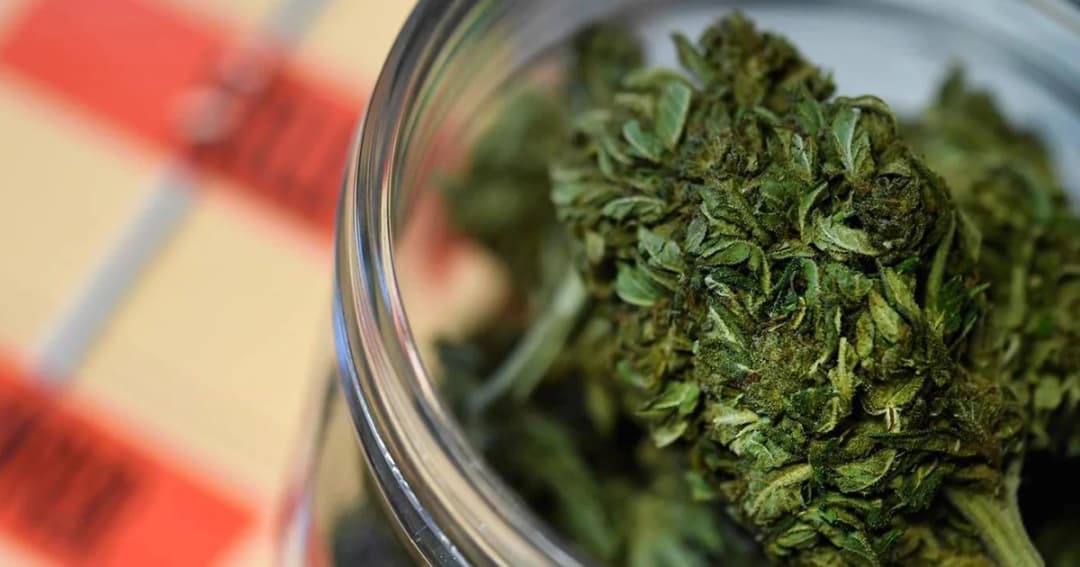 อย. ย้ำ ‘กัญชาทางการแพทย์’ ไม่ผูกขาดกลุ่มใดเน้นประโยชน์ประเทศชาติหลัก