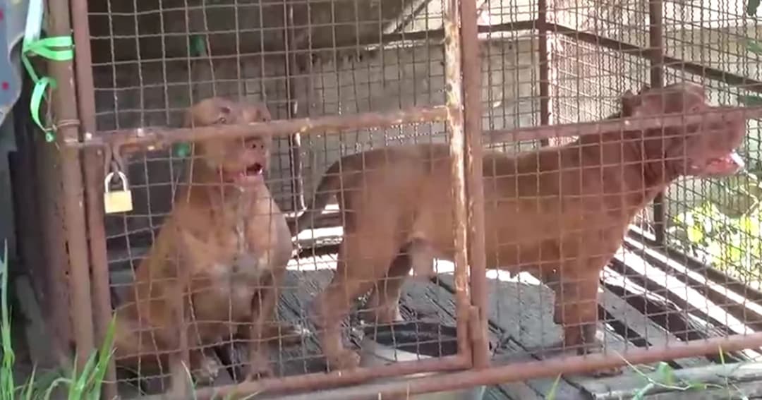 พนักงานส่งน้ำแข็งให้ร้านอาหาร ถูกหมาพิตบูล 2 ตัวรุมขย้ำเสียชีวิต