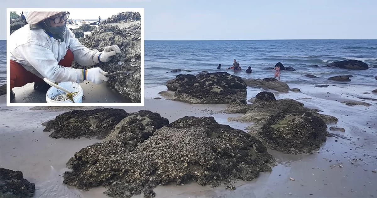 หัวหิน น้ำทะเลลดต่ำ ชาวบ้าน นทท.แห่เก็บหอยนานาชนิด
