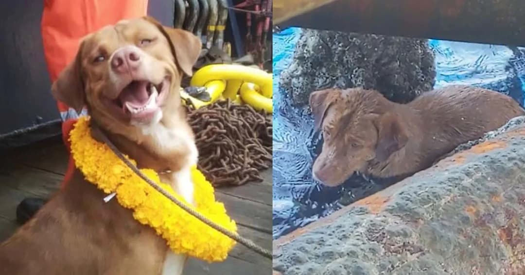 สื่อนอกตีข่าว “น้องบุญรอด” หมาลอยคอกลางอ่าวไทยเกาะแท่นขุดเจาะ