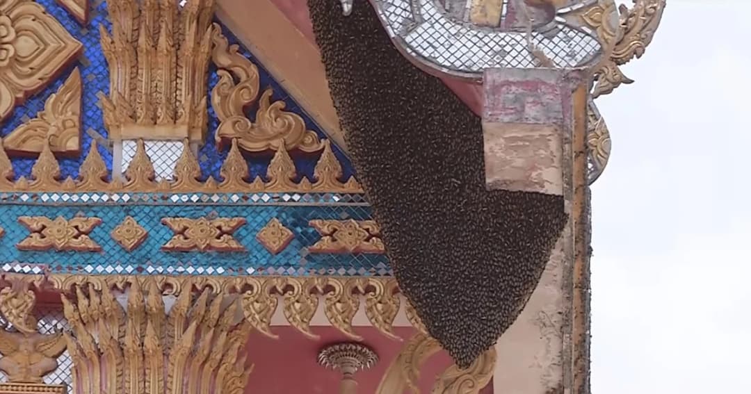 ผึ้งหลวงแตกรัง รุมต่อยชาวบ้านกลางวัดขณะร่วมงานบวช จ.พิจิตร