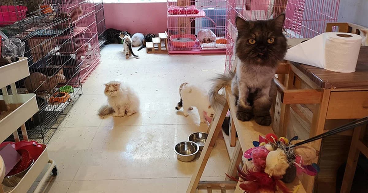 บุกคาเฟ่แมว ทารุณสัตว์ ช่วยได้ 38 ตัว พบเพาะสายพันธุ์ประหลาด มีกว่า 10 ซากในตู้เย็น