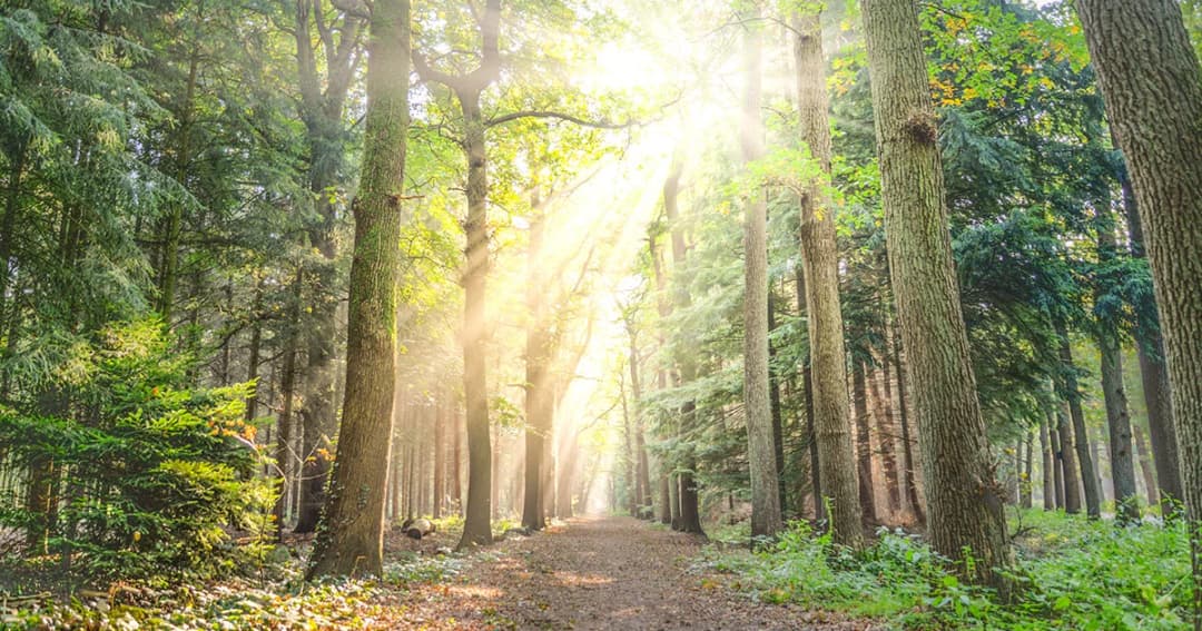 มีผลแล้ว! ราชกิจจาฯ ประกาศ พ.ร.บ.ป่าไม้ ปลดล็อกตัด “ไม้หวงห้าม” ในที่ดินตัวเองได้