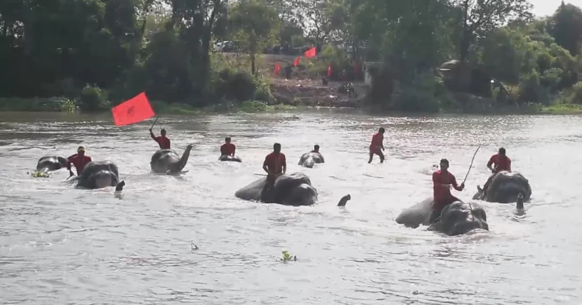 “วารีบำบัด” วังช้างกรุงเก่าจัดแข่งว่ายน้ำช้างคลายร้อน ลดภาวะช้างอาการตกมัน