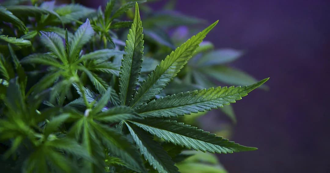 จัดยิ่งใหญ่! มหกรรมความรู้กัญชาครบวจร “พันธุ์บุรีรัมย์” ครั้งแรกของประเทศไทย