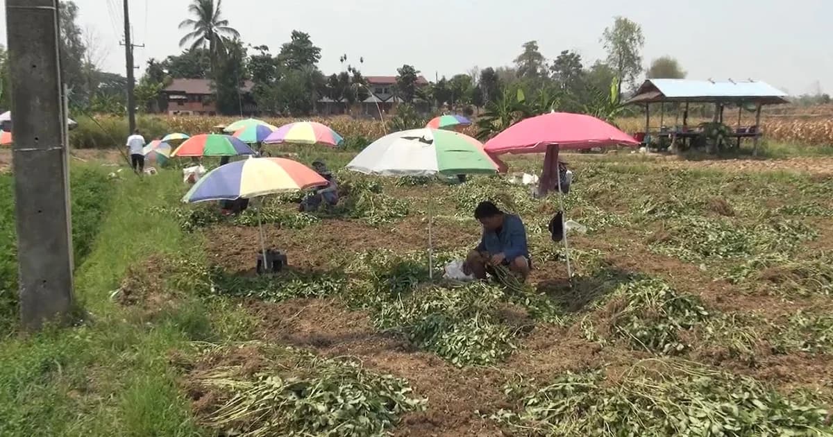 น่านร้อนจัด เกษตรกรต้องกางร่มช่วยตอนเก็บถั่วลิสง