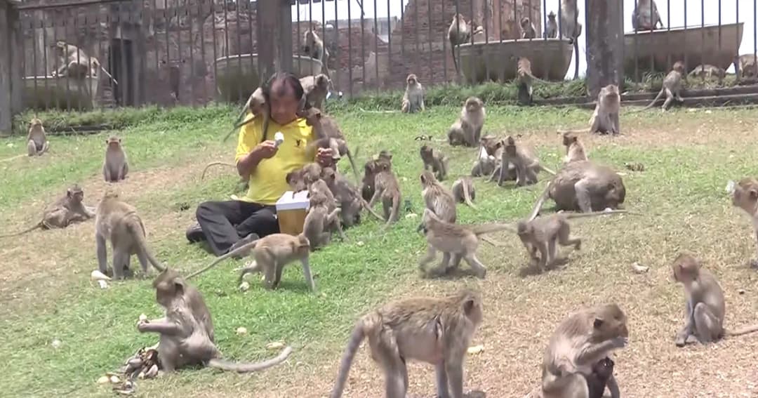 เลี้ยงไอศกรีมลิงลพบุรีเป็นการคลายร้อน