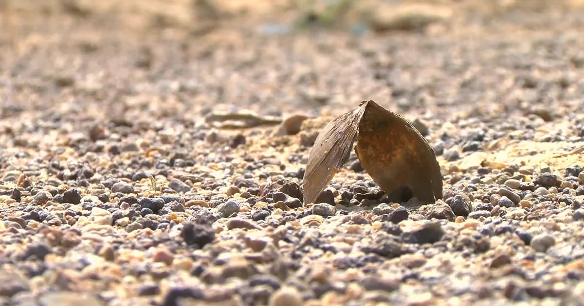 แล้งจัด! แม่น้ำยมแห้งขอด ทำเกษตรลำบาก