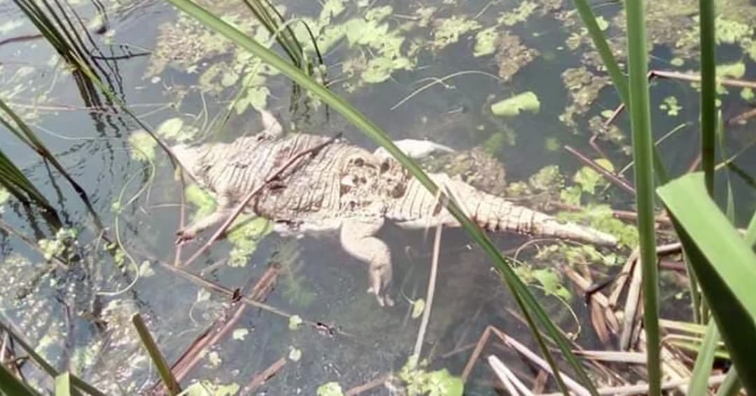 ชาวบ้านผวาพบซากจระเข้ ลอยตายในอ่างเก็บน้ำ