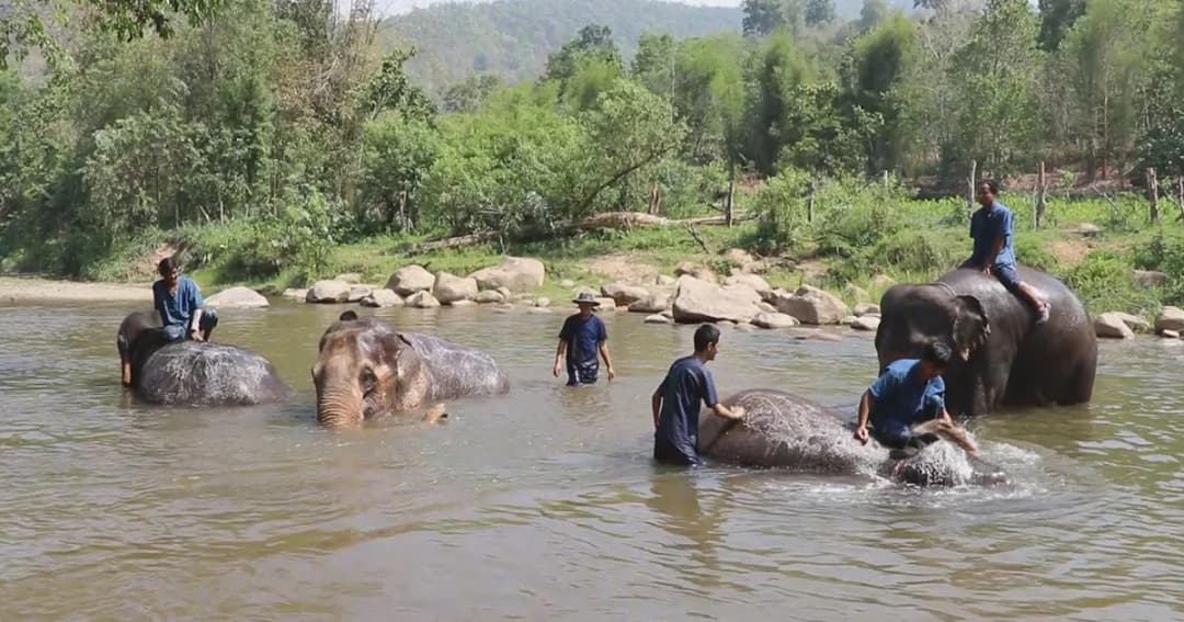 ร้อนจัด! ปางช้างเเม่เเตง สั่งลดเวลาทำงานของช้างเหลือครึ่งวัน หวั่นเครียด