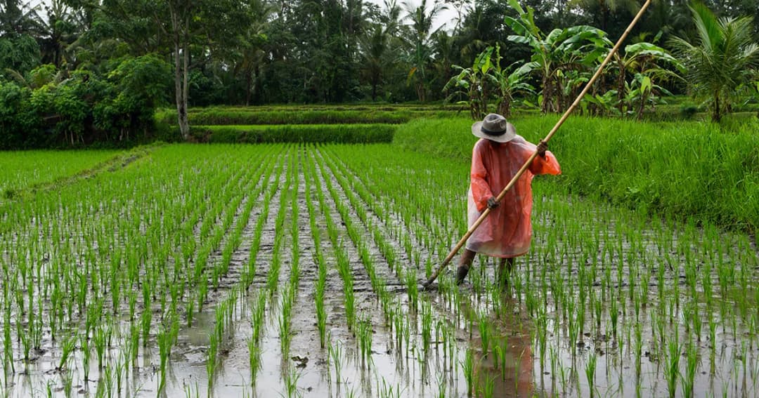 นาข้าว