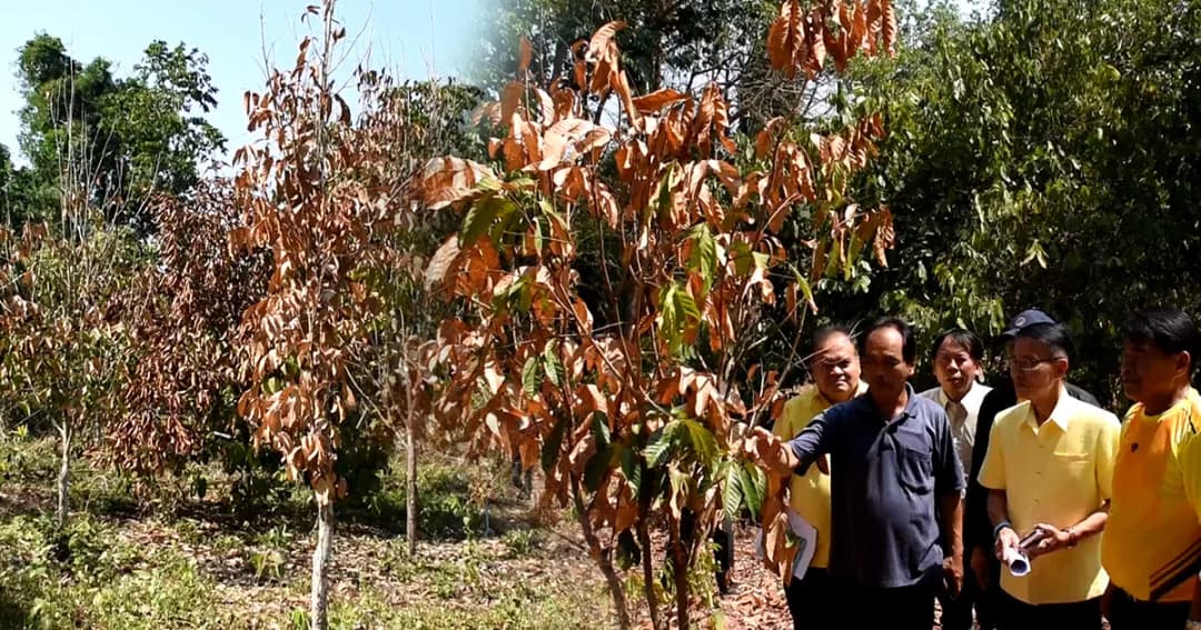 อุตรดิตถ์ร้อนจัด! ทุเรียนหลง-หลินลับแล ลองกอง ยืนต้นตาย เสียหายกว่า 700 ล้านบาท
