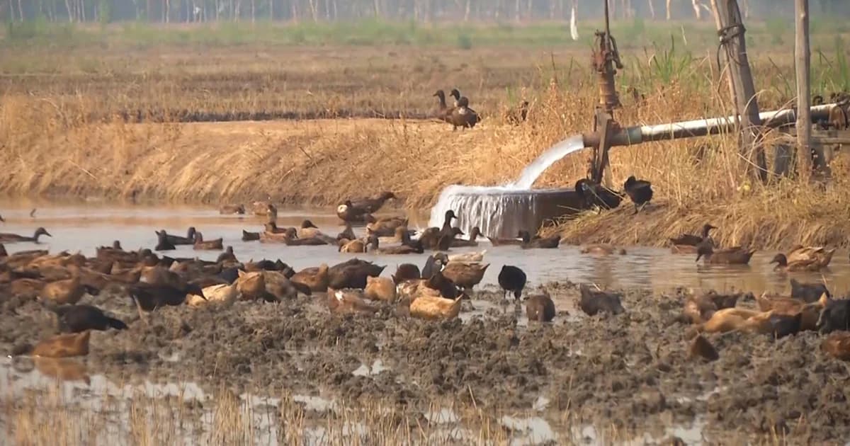 วิกฤตภัยแล้งกระทบ ‘เป็ดไล่ทุ่ง’ เกษตรกรพิจิตรต้องเลี้ยงด้วยน้ำบาดาล