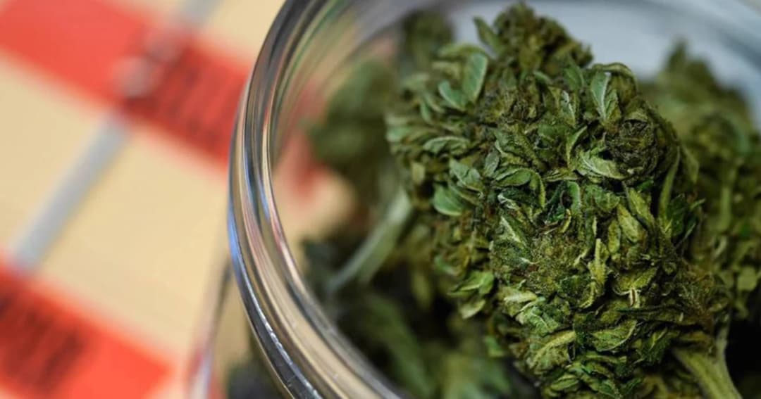 ‘กัญชา’ ใช้เฉพาะประโยชน์ทางการแพทย์เท่านั้น