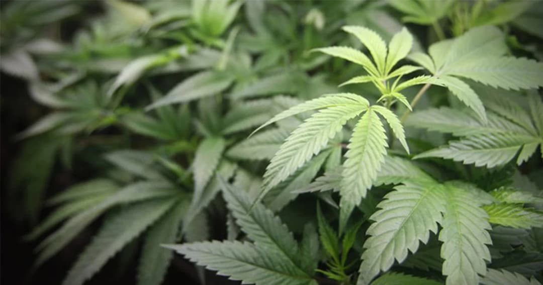 ผู้ป่วยมะเร็ง วอน ตร.ปล่อยหลาน ขอให้จับตนเเทน เพราะเป็นเจ้าของกัญชา ที่ปลูกเพื่อรักษาตัว