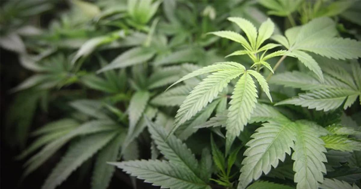 ผู้ป่วยมะเร็ง วอน ตร.ปล่อยหลาน ขอให้จับตนเเทน เพราะเป็นเจ้าของกัญชา ที่ปลูกเพื่อรักษาตัว