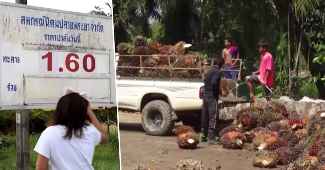 เกษตรกรจำยอมตัดปาล์มน้ำมันขาย แม้ต่ำกว่าต้นทุน หลังราคาดิ่งเหลือ 1.60 บาท/กก.