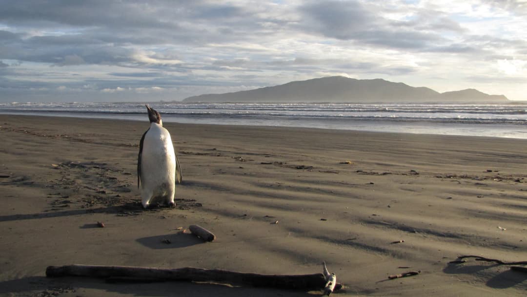 น้ำแข็งขั้วโลกละลายก่อนเวลา ลูกเพนกวินจักรพรรดิจมน้ำตายนับพัน